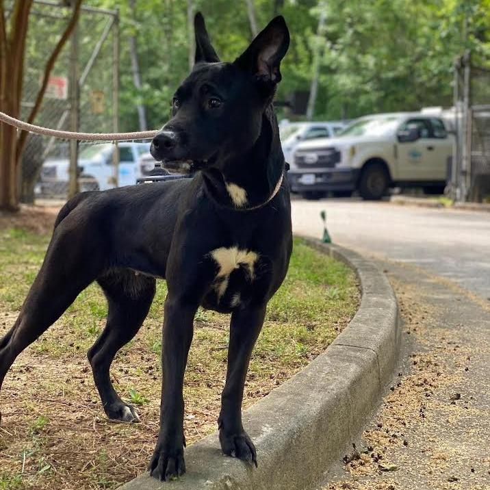 Frisky 8801 — thumbnail 3