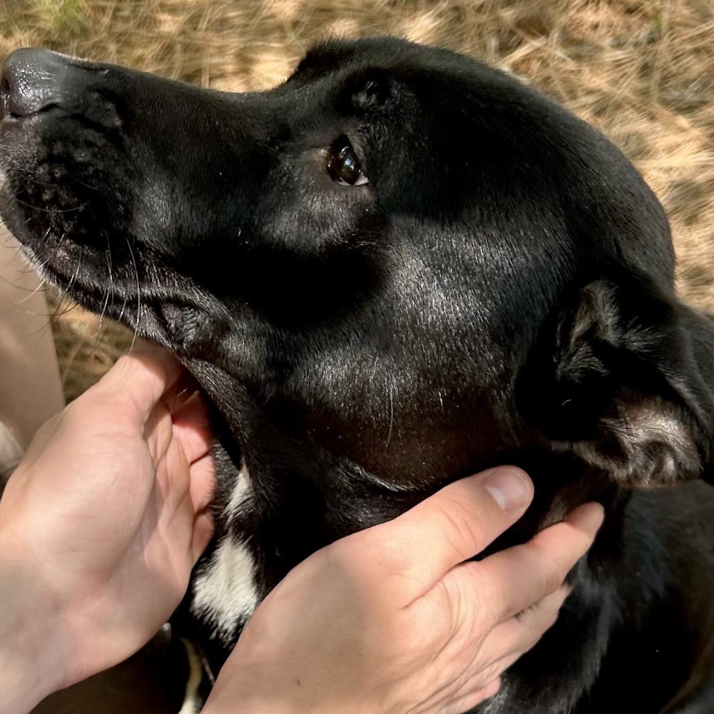 Frisky 8801 — thumbnail 4