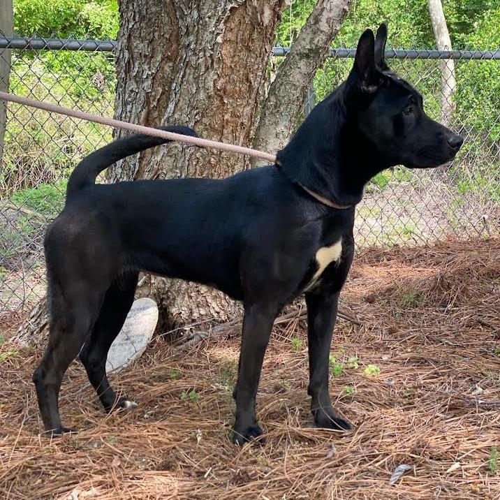 Frisky 8801 — thumbnail 5