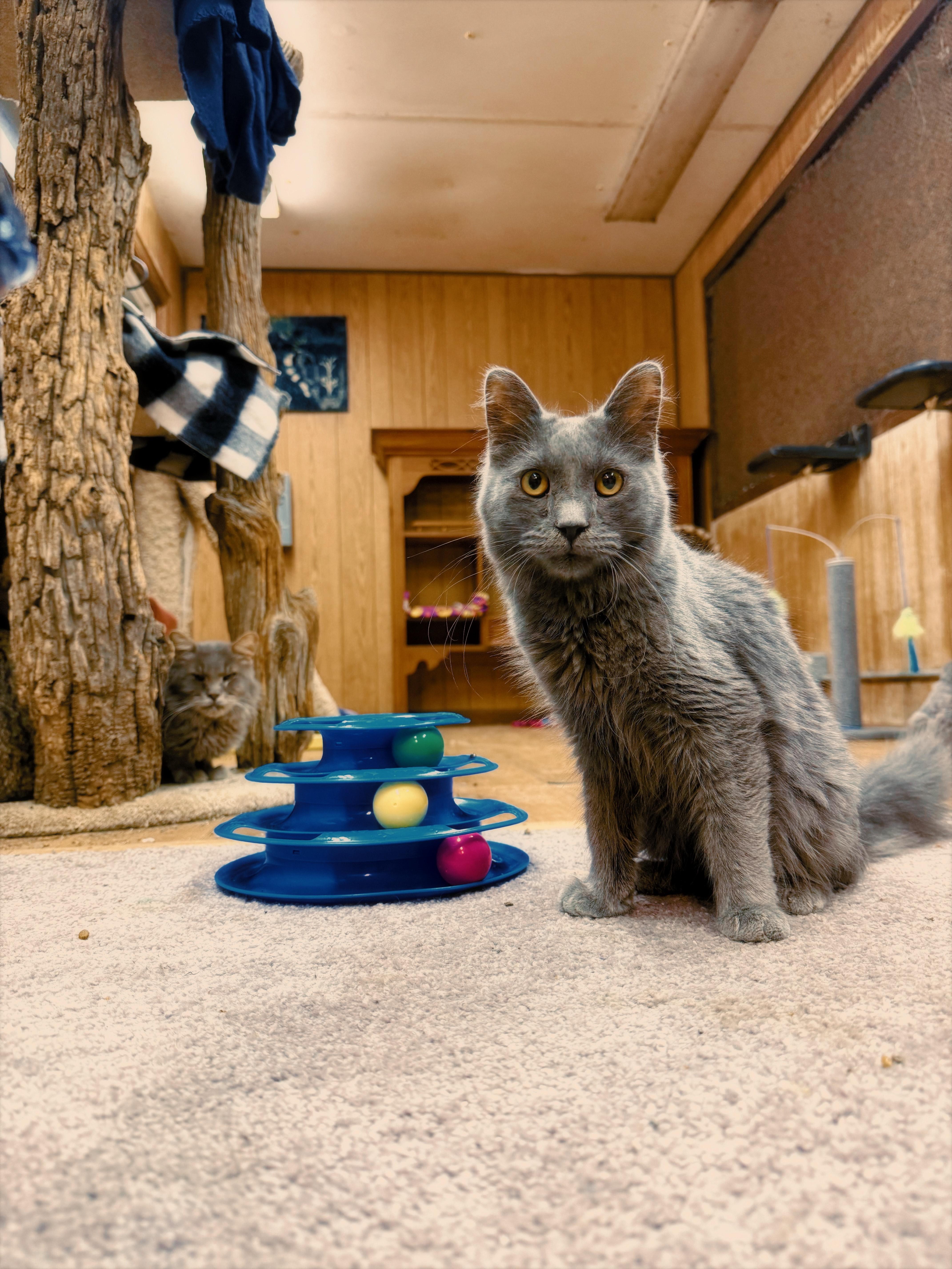 Dill, a ADOPTABLE Domestic Medium Hair in Lone rock, WI image 3/3