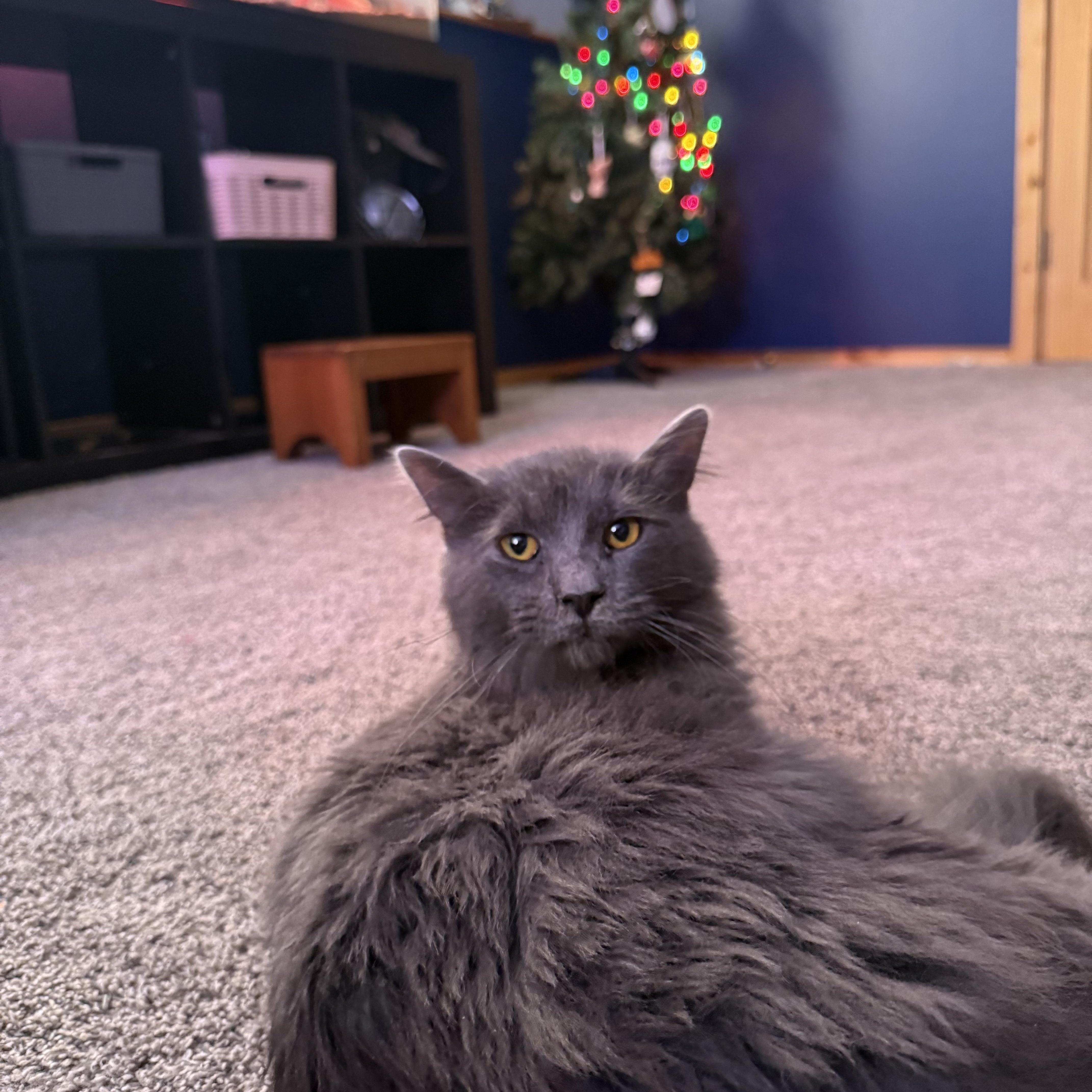 Dill, a ADOPTABLE Domestic Medium Hair in Lone rock, WI image 2/3