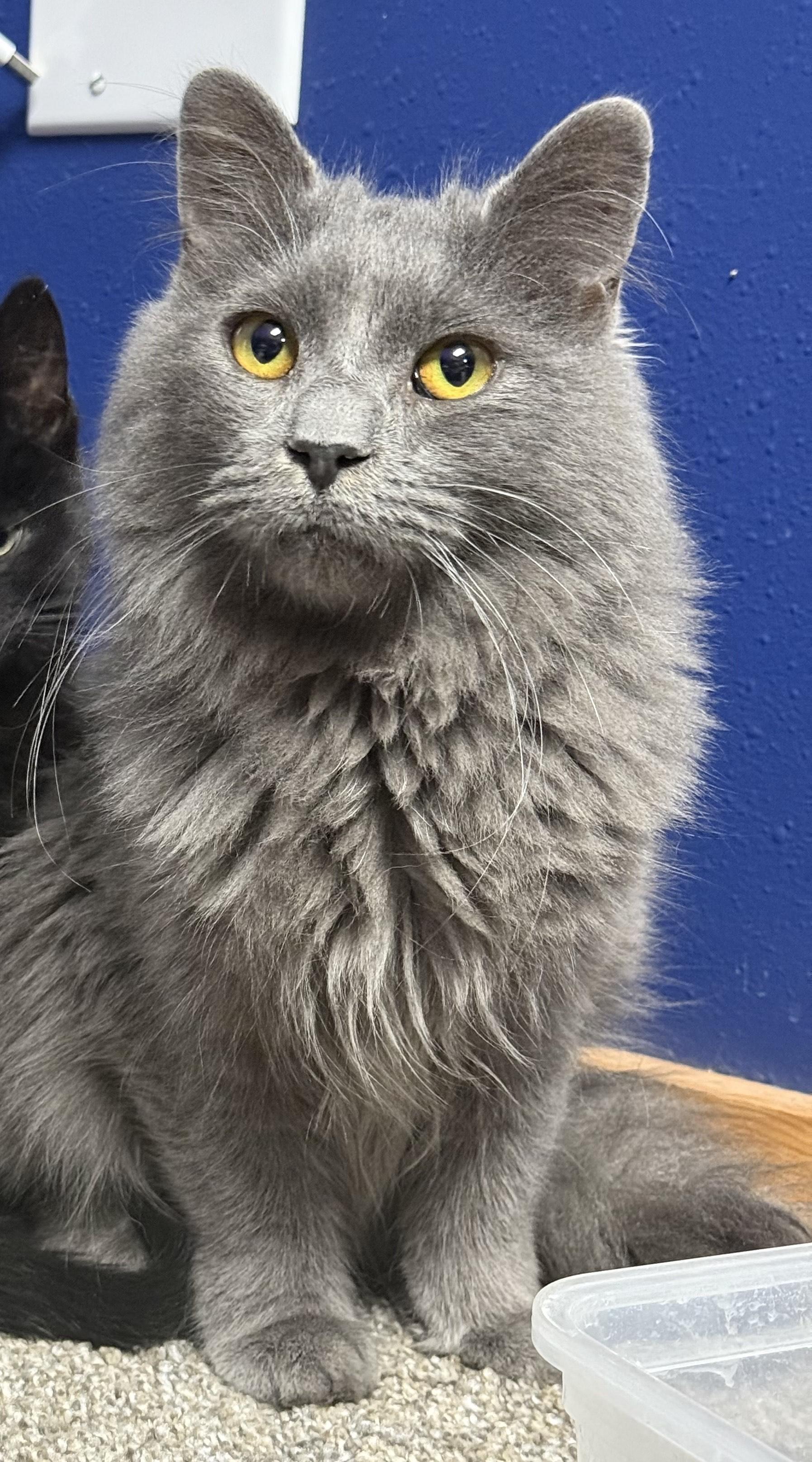 Dill, a ADOPTABLE Domestic Medium Hair in Lone rock, WI image 1/3