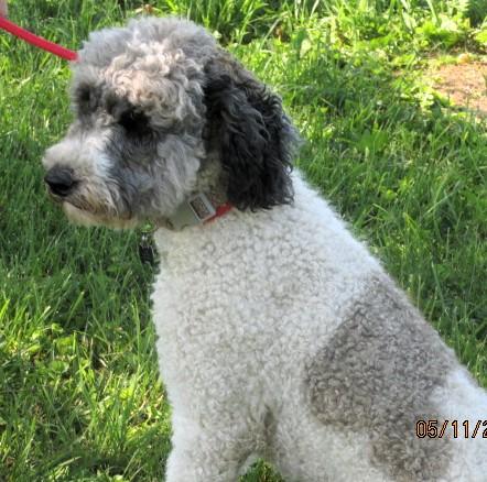 Enlarge Hazel, an adopted Bernadoodle in Frederick, MD image 5/5