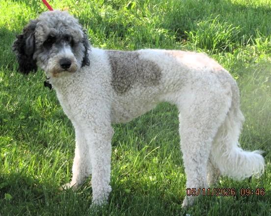 Enlarge Hazel, an adopted Bernadoodle in Frederick, MD image 4/5