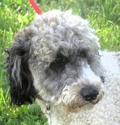 Hazel, adopted, Young Female Bernadoodle.