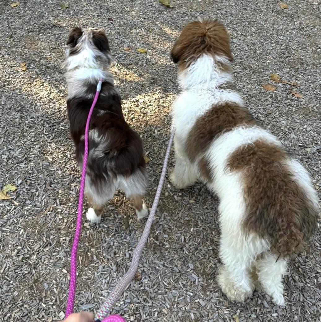 Enlarge Hazel, an adopted Bernadoodle in Frederick, MD image 3/5