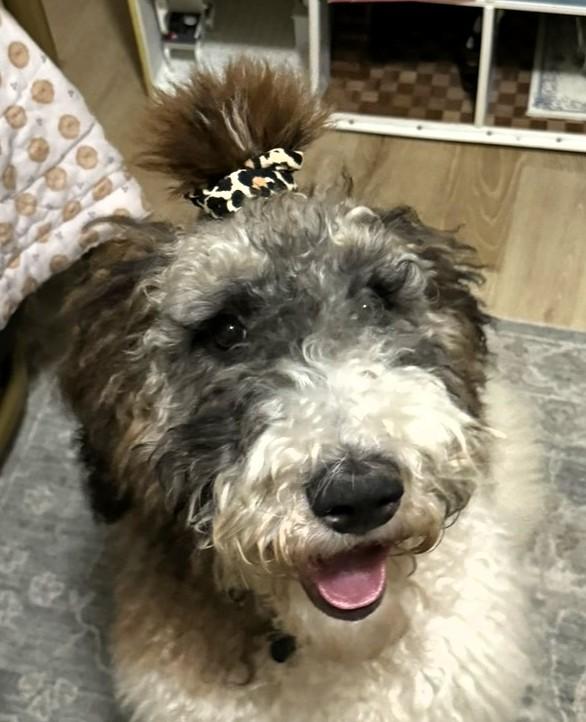 Enlarge Hazel, an adopted Bernadoodle in Frederick, MD image 2/5
