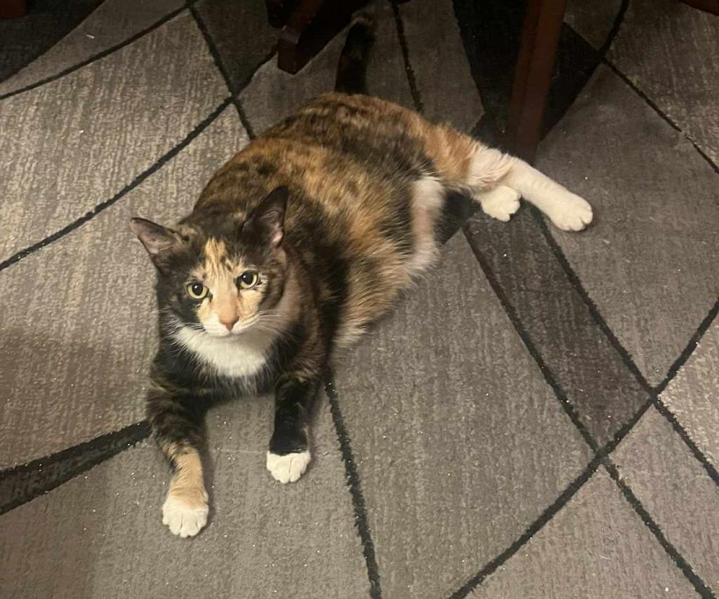 Enlarge California Roll "Cali, a Adoptable mixed breed in Parkville, MD image 1/1