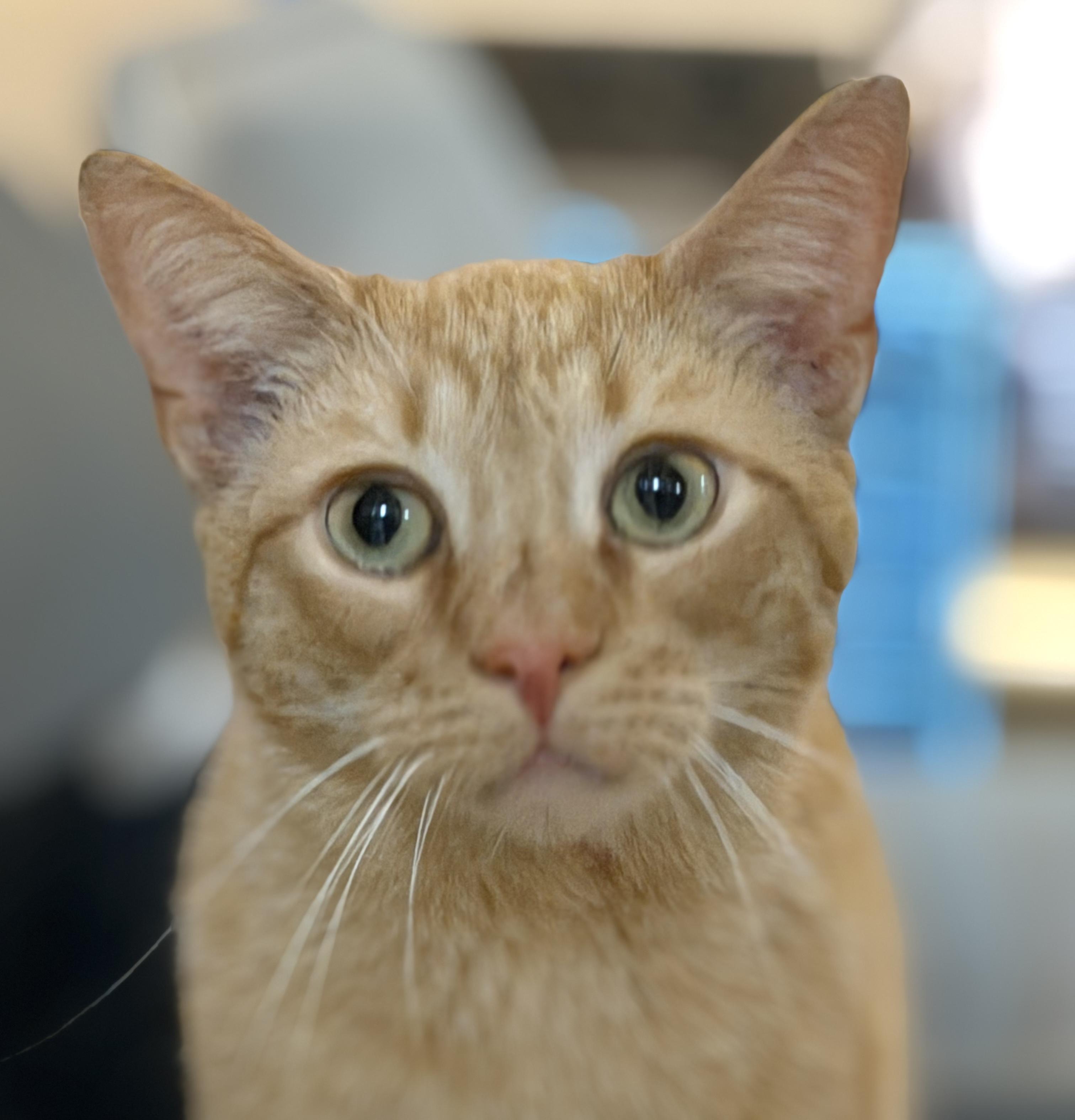 Enlarge Larry, an adopted American Shorthair in Charlotte, NC image 3/4