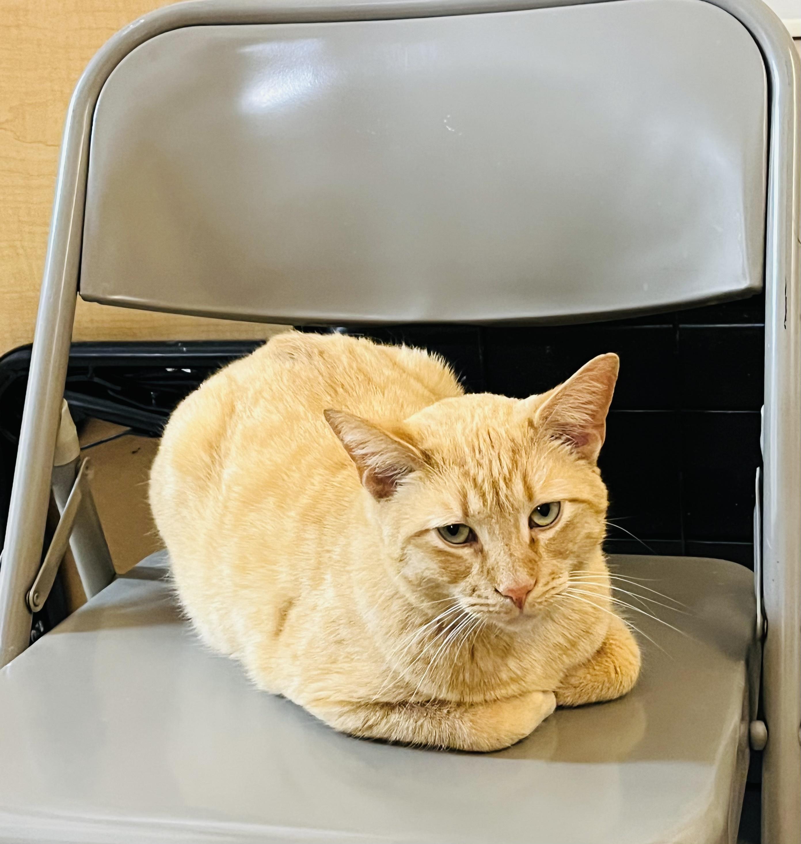 Enlarge Larry, an adopted American Shorthair in Charlotte, NC image 2/4