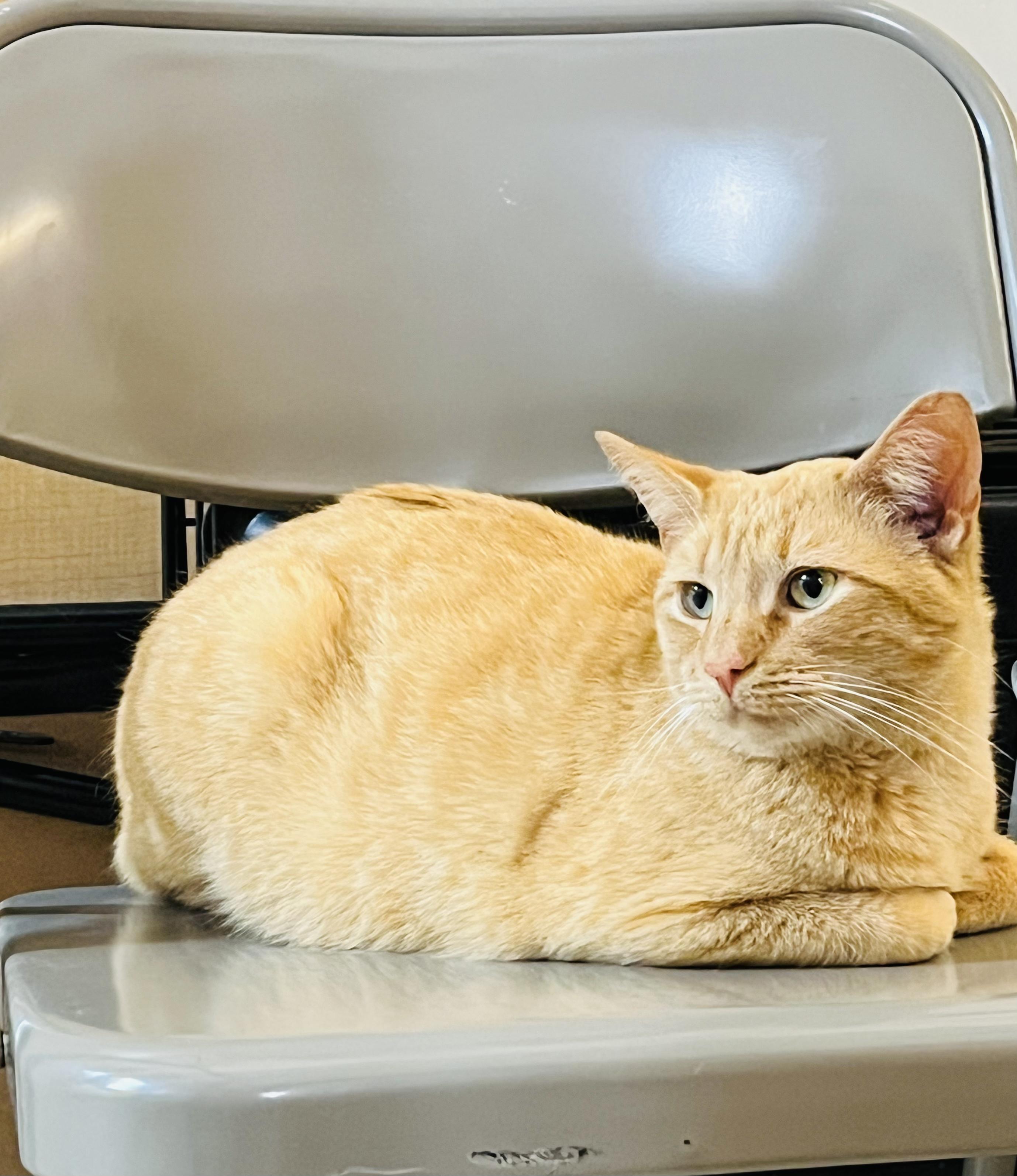 Larry, adopted, Adult Male American Shorthair.