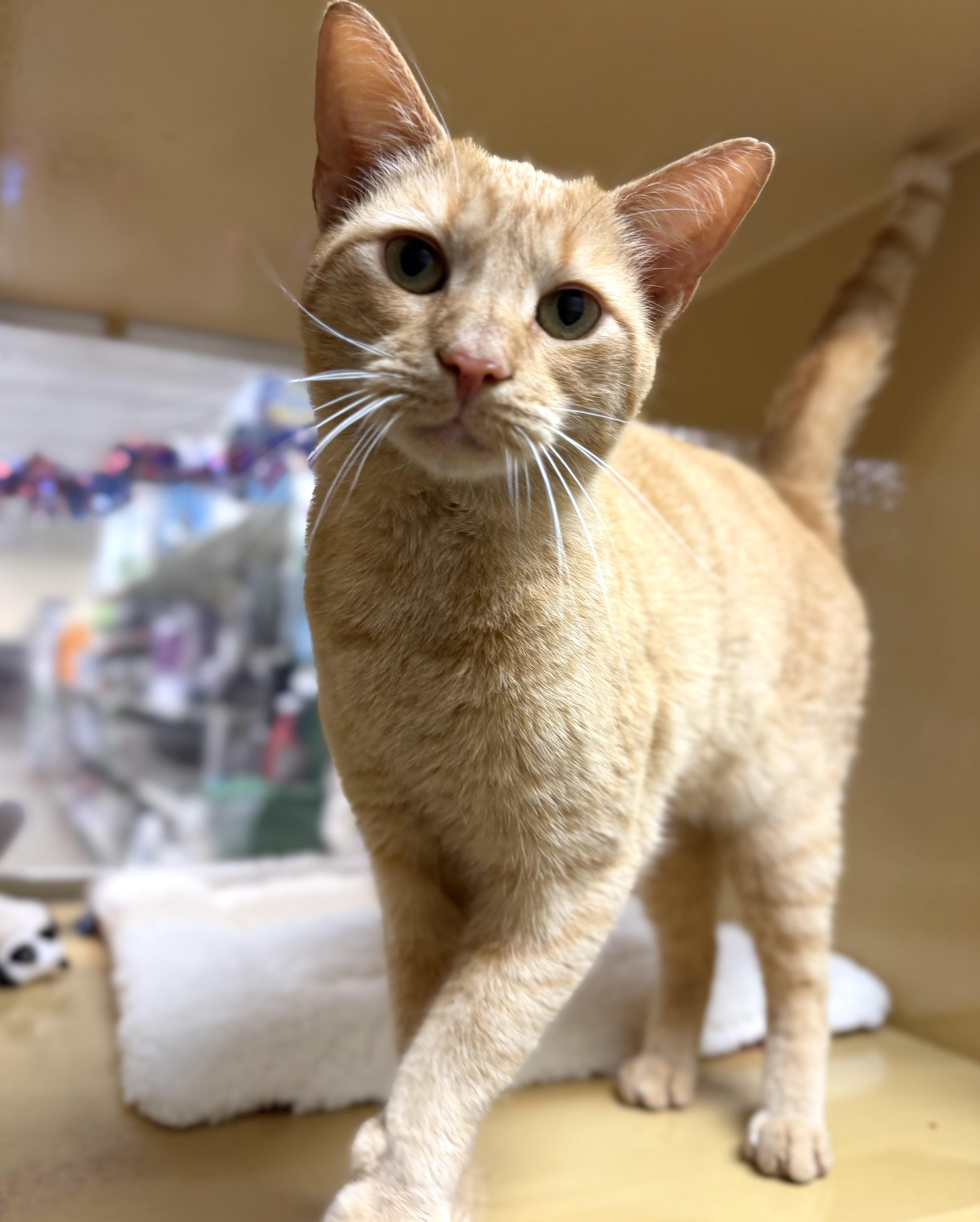 Enlarge Larry, an adopted American Shorthair in Charlotte, NC image 4/4