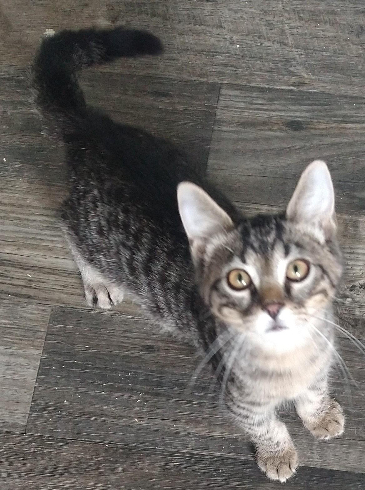 Alvin, a Adoptable Domestic Short Hair in Fair Oaks, IN image 3/4