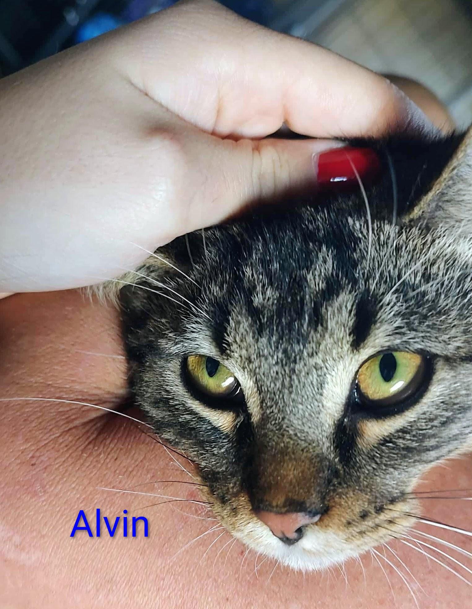 Alvin