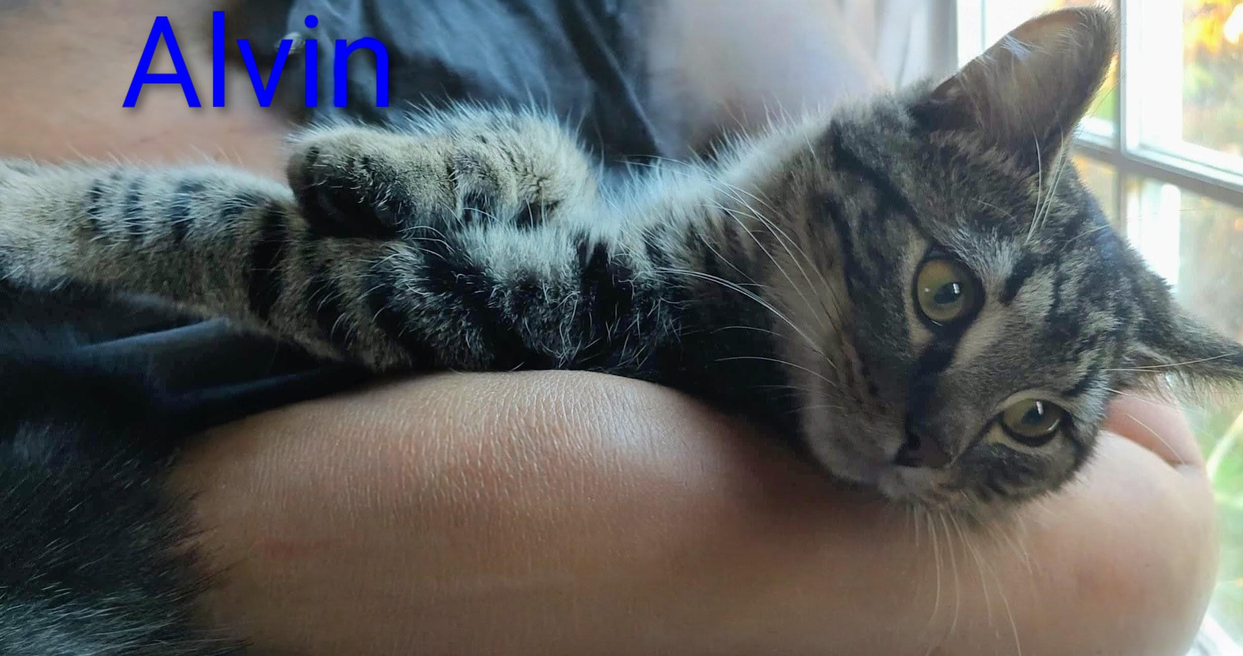 Alvin, a Adoptable Domestic Short Hair in Fair Oaks, IN image 1/4