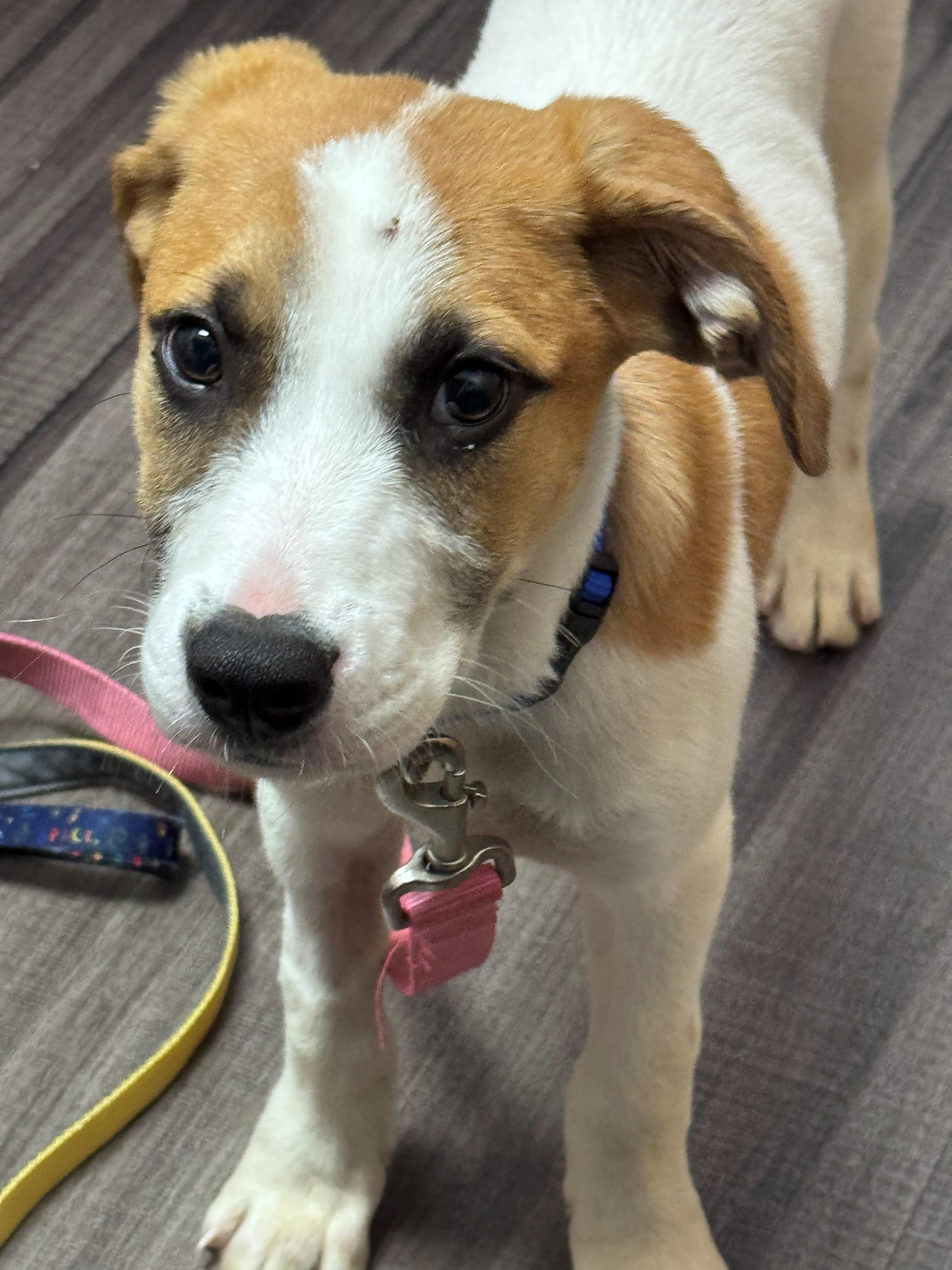 Frankie, a ADOPTABLE mixed breed in Cincinnati, OH image 3/3