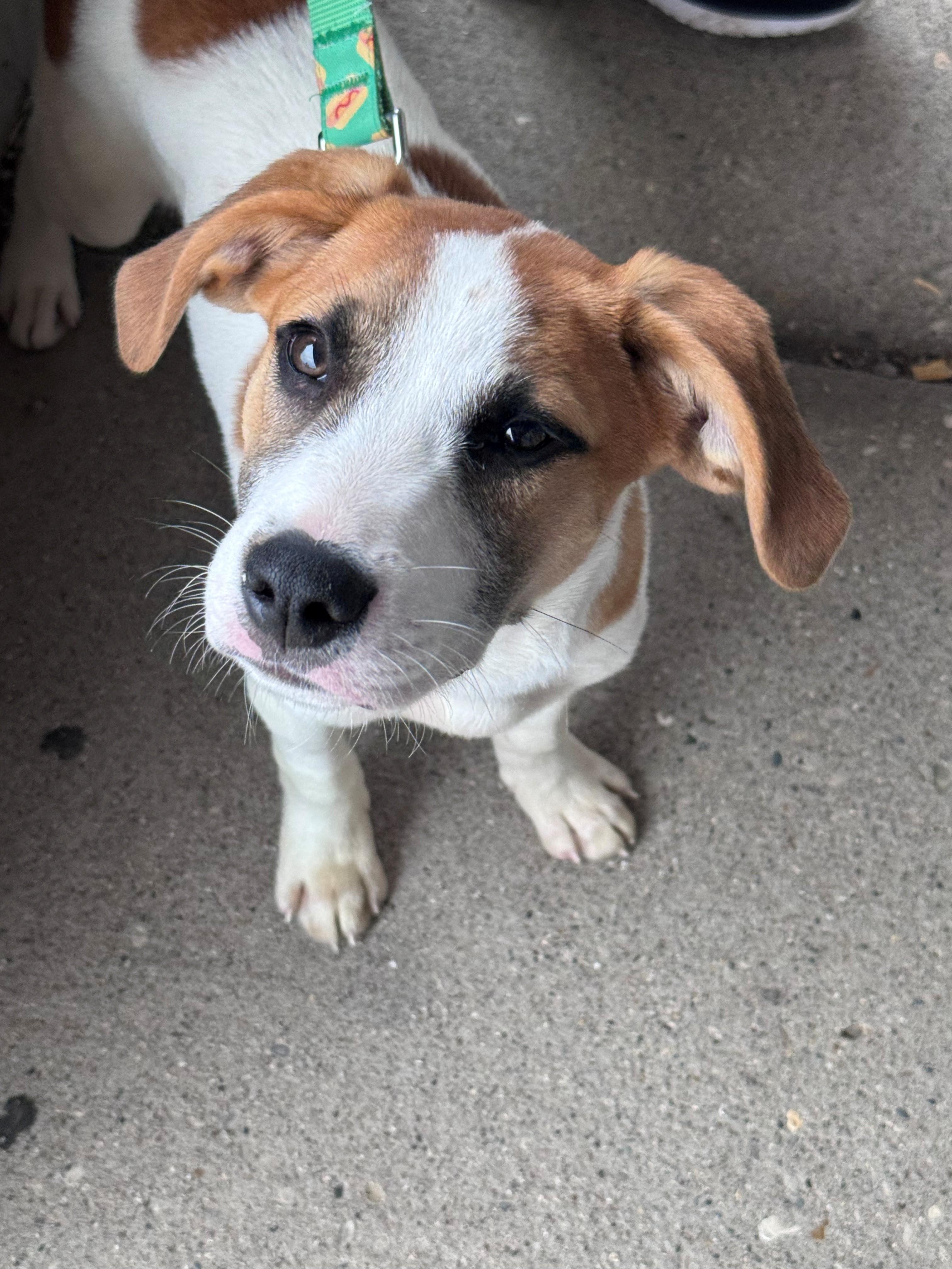 Frankie, ADOPTABLE, Puppy Male Golden Retriever & Hound.
