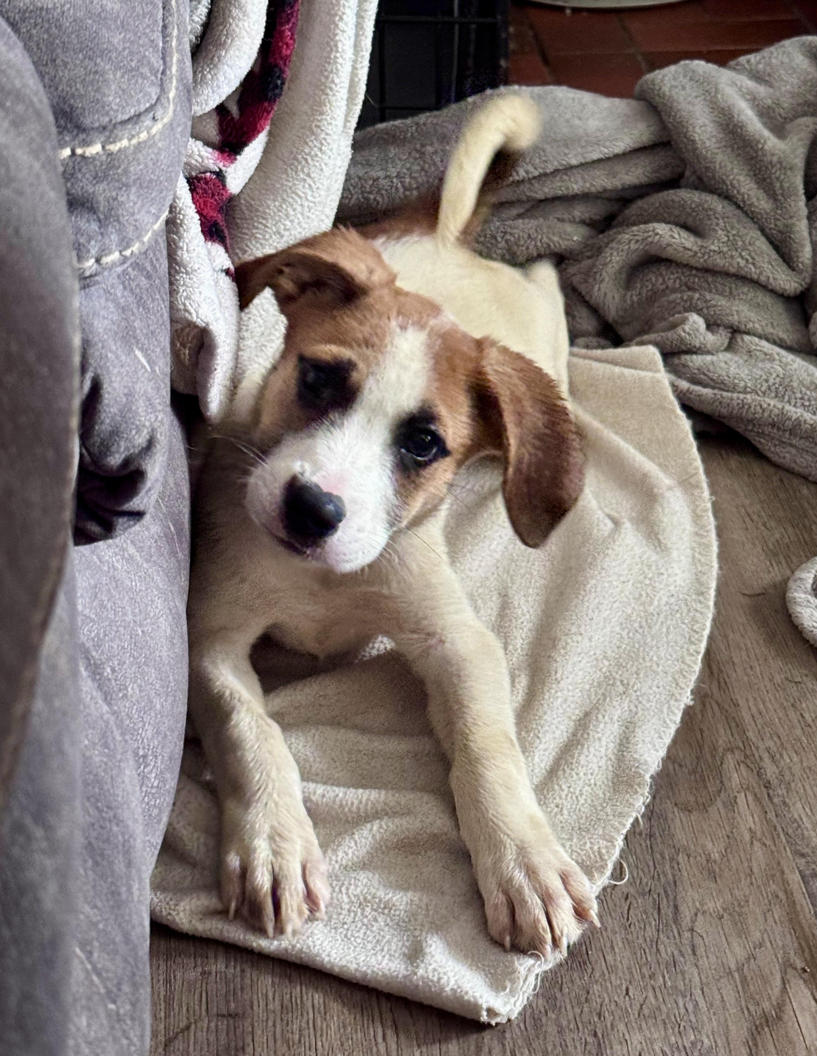 Frankie, a ADOPTABLE mixed breed in Cincinnati, OH image 2/3