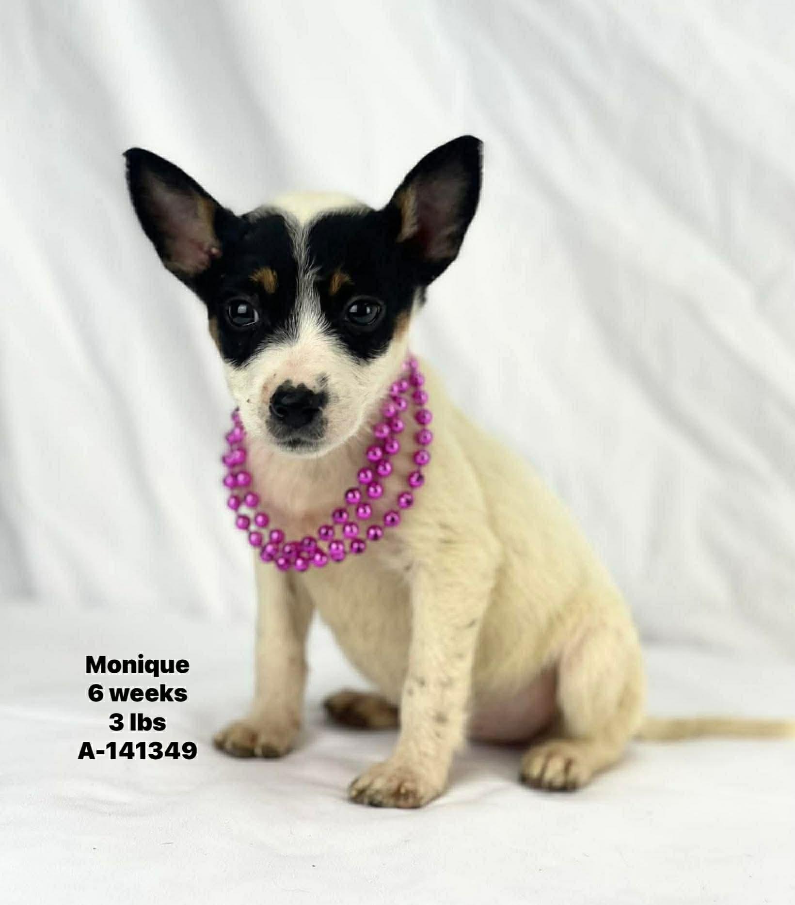 Monique the mixed breed puppy, Adoptable, Puppy Female Chihuahua & Rat Terrier.