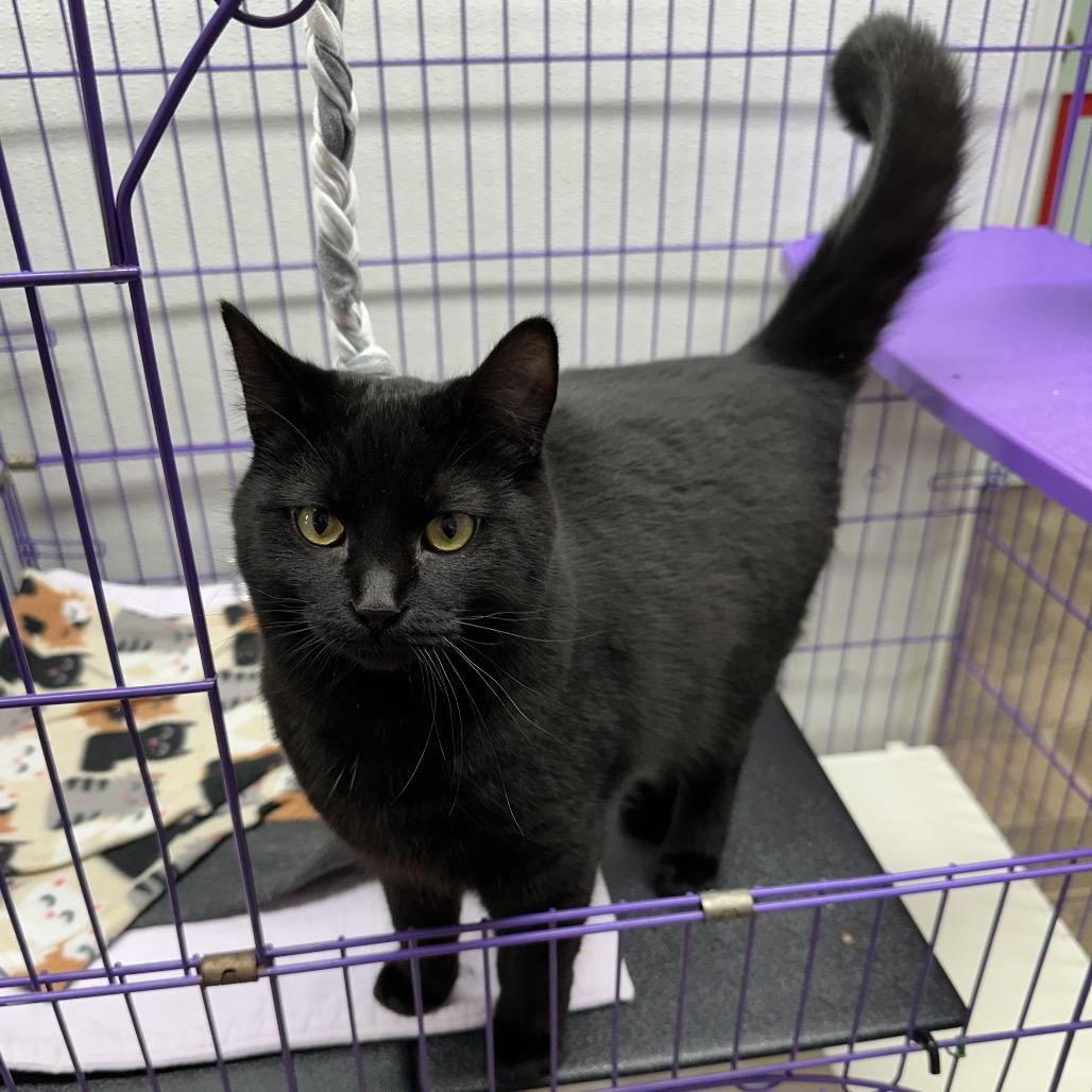 Enlarge B.C., a Adoptable Domestic Short Hair in Priest River, ID image 1/5