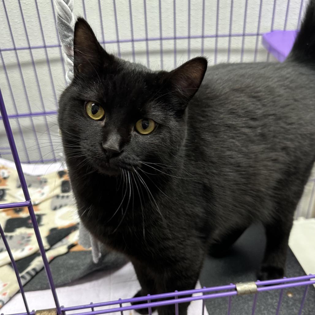 Enlarge B.C., a Adoptable Domestic Short Hair in Priest River, ID image 2/5