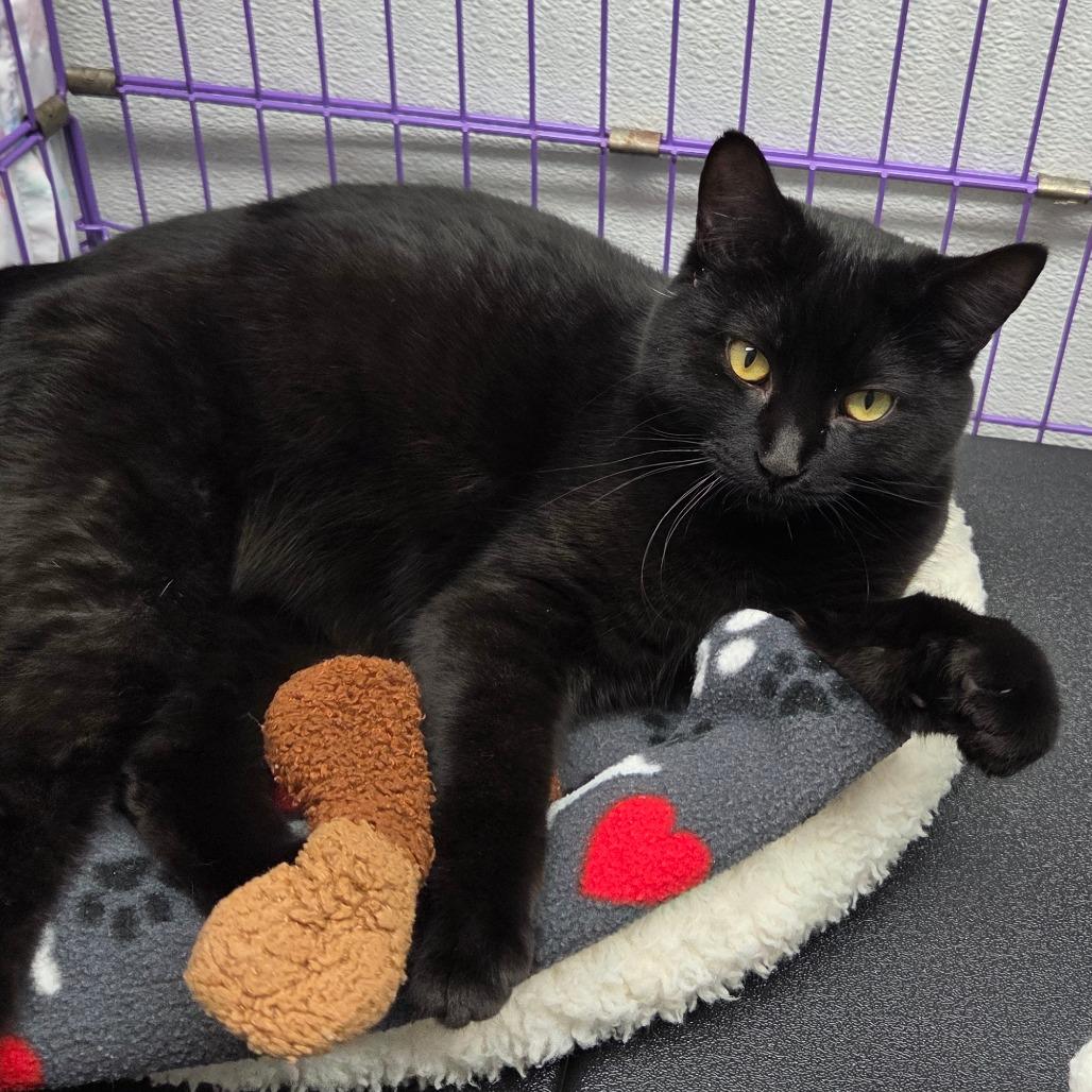 Enlarge B.C., a Adoptable Domestic Short Hair in Priest River, ID image 3/5