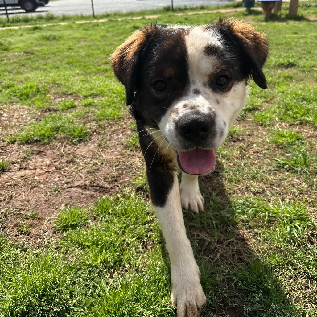 Bruce, Adoptable, Young Male Australian Shepherd & Pit Bull Terrier.