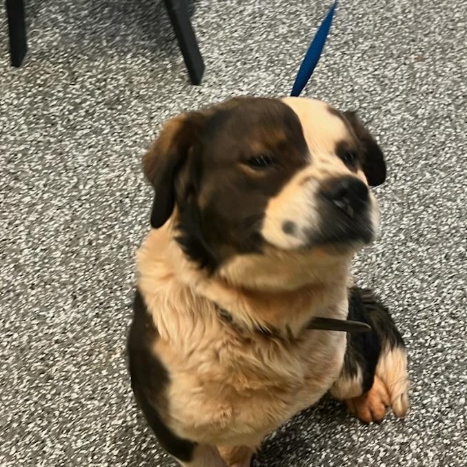 Enlarge Bruce, a Adoptable mixed breed in LaGrange, GA image 2/2