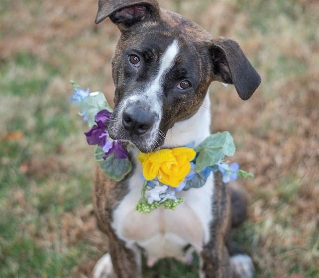 Enlarge TIFFANY, a Adoptable mixed breed in York, SC image 1/1