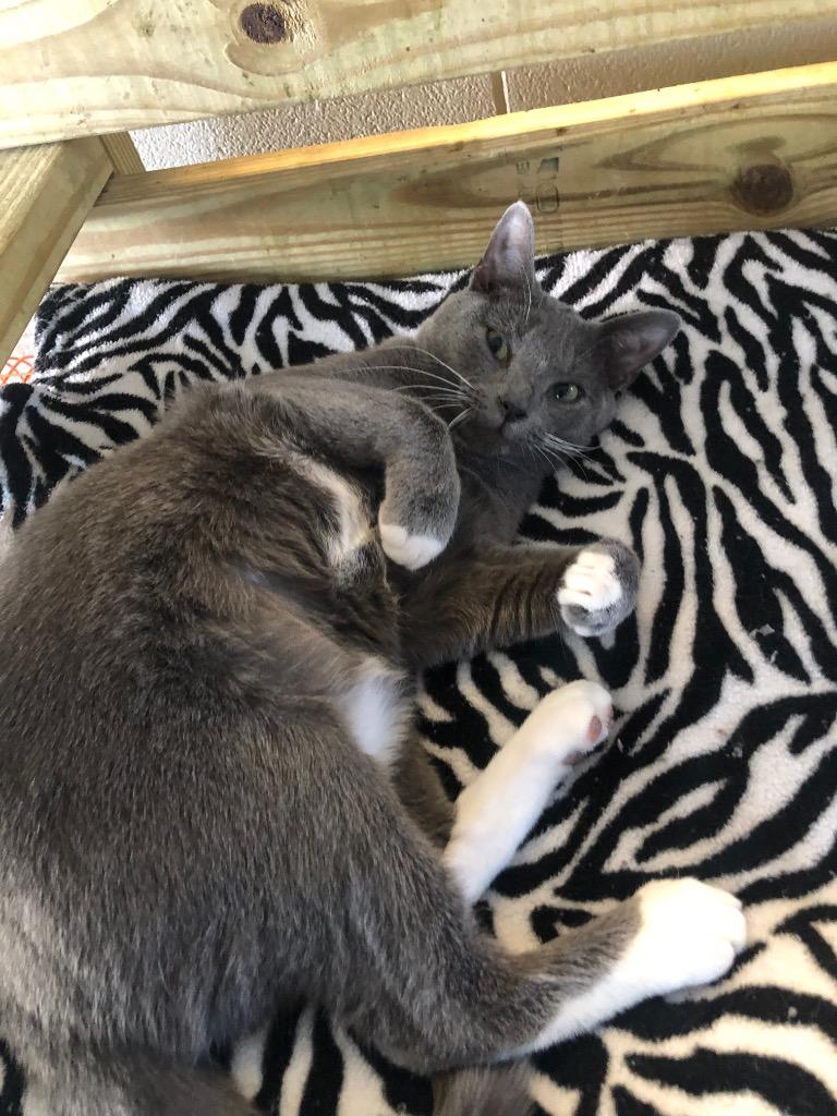 Sonic, a Adoptable mixed breed in Dalton, GA image 1/6