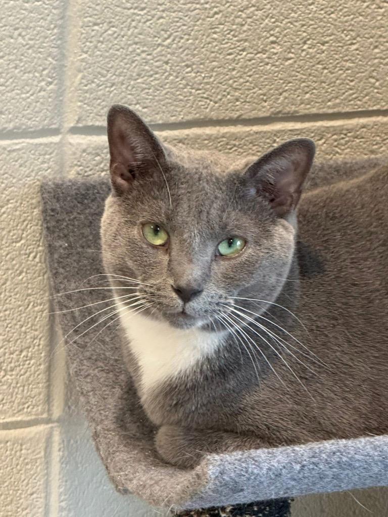 Sonic, a Adoptable mixed breed in Dalton, GA image 1/6