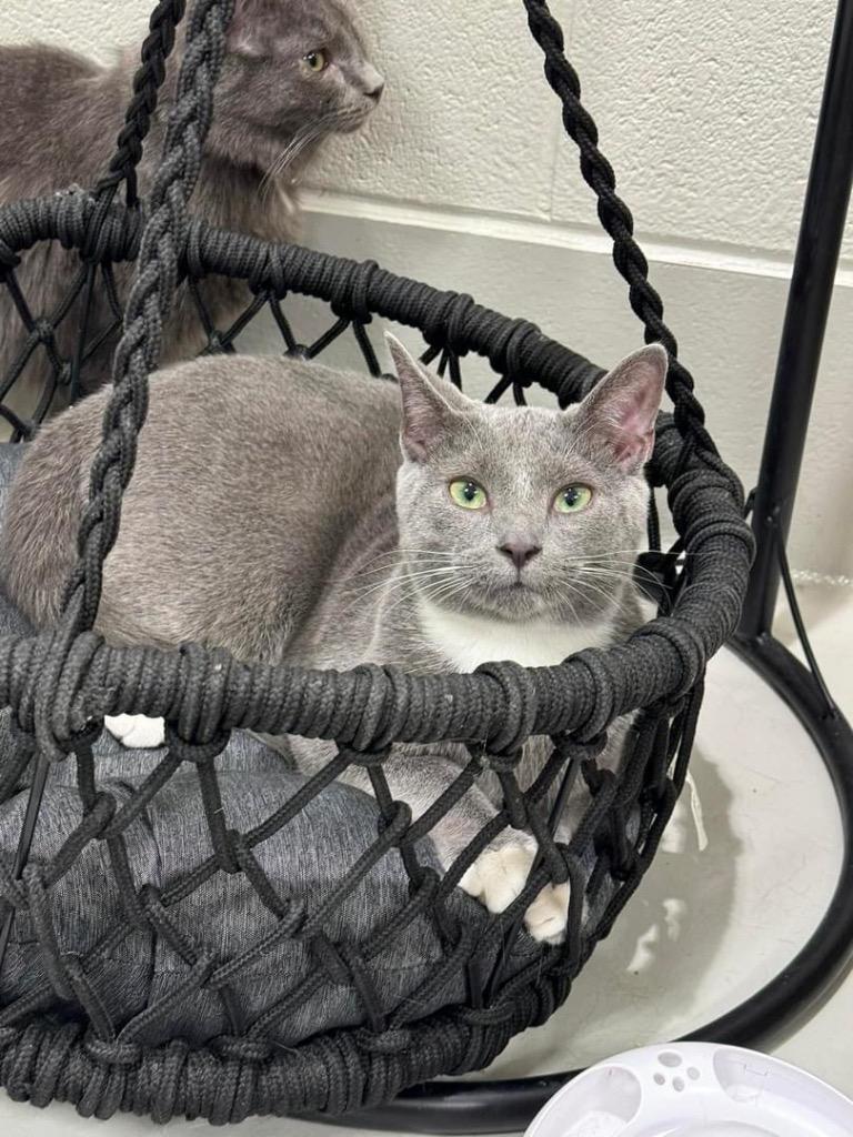 Sonic, Adoptable, Adult Male Domestic Short Hair.