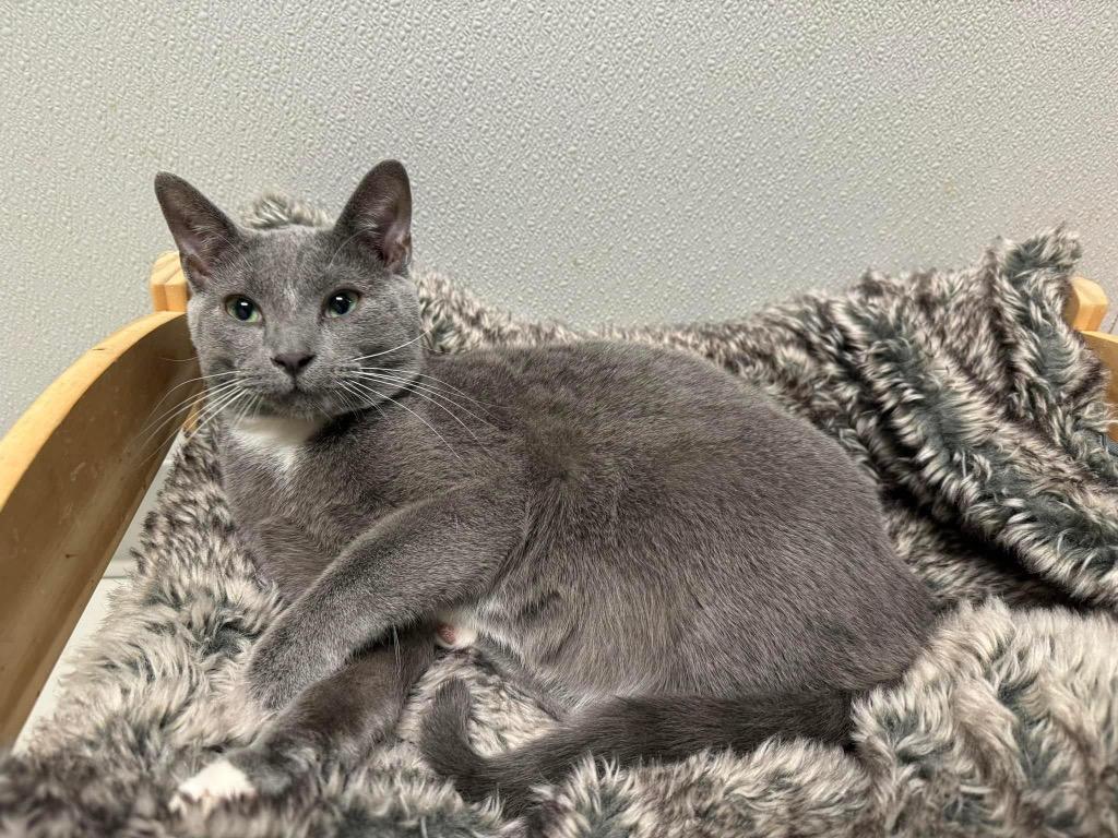 Enlarge Sonic, a Adoptable mixed breed in Dalton, GA image 2/6