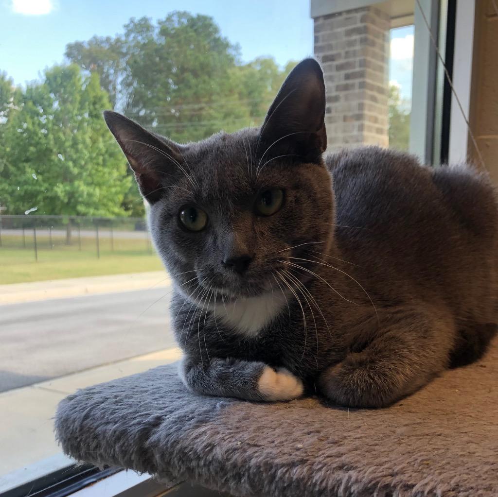 Sonic, a Adoptable mixed breed in Dalton, GA image 4/6