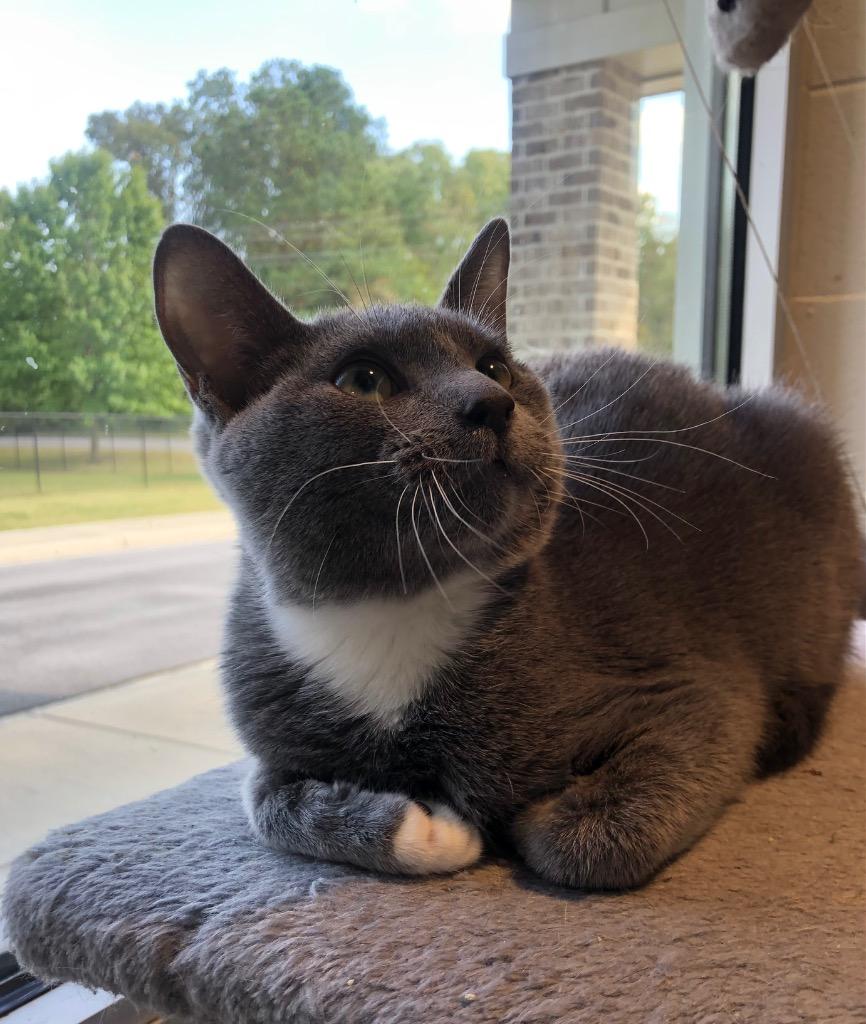 Enlarge Sonic, a Adoptable mixed breed in Dalton, GA image 5/6