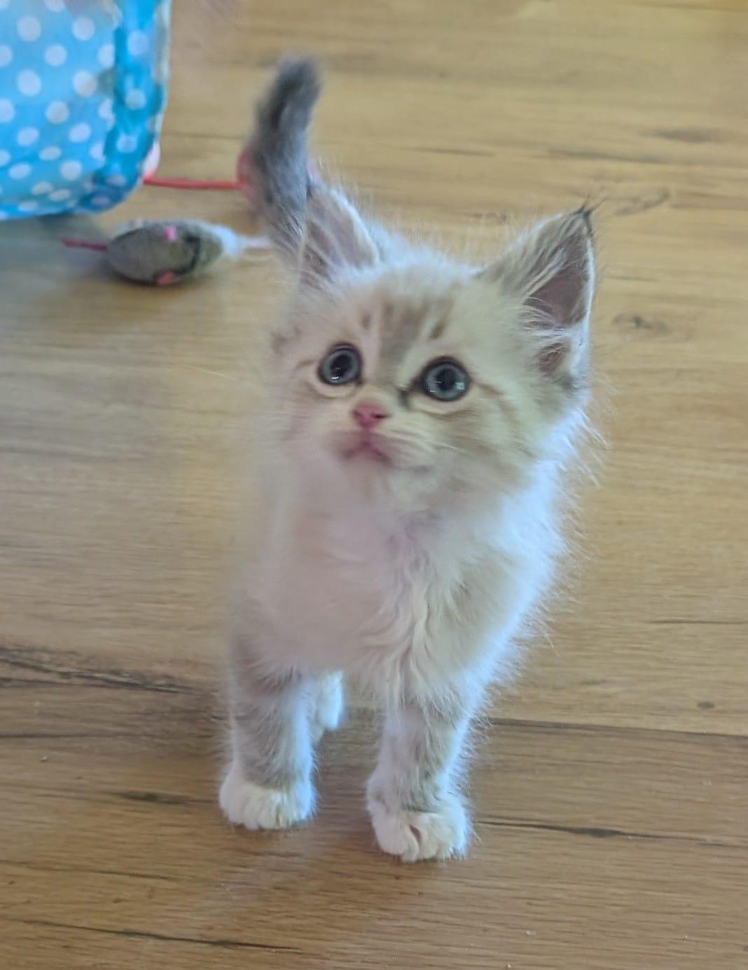 Enlarge Apollo, a ADOPTABLE Domestic Short Hair in Windom, MN image 1/1