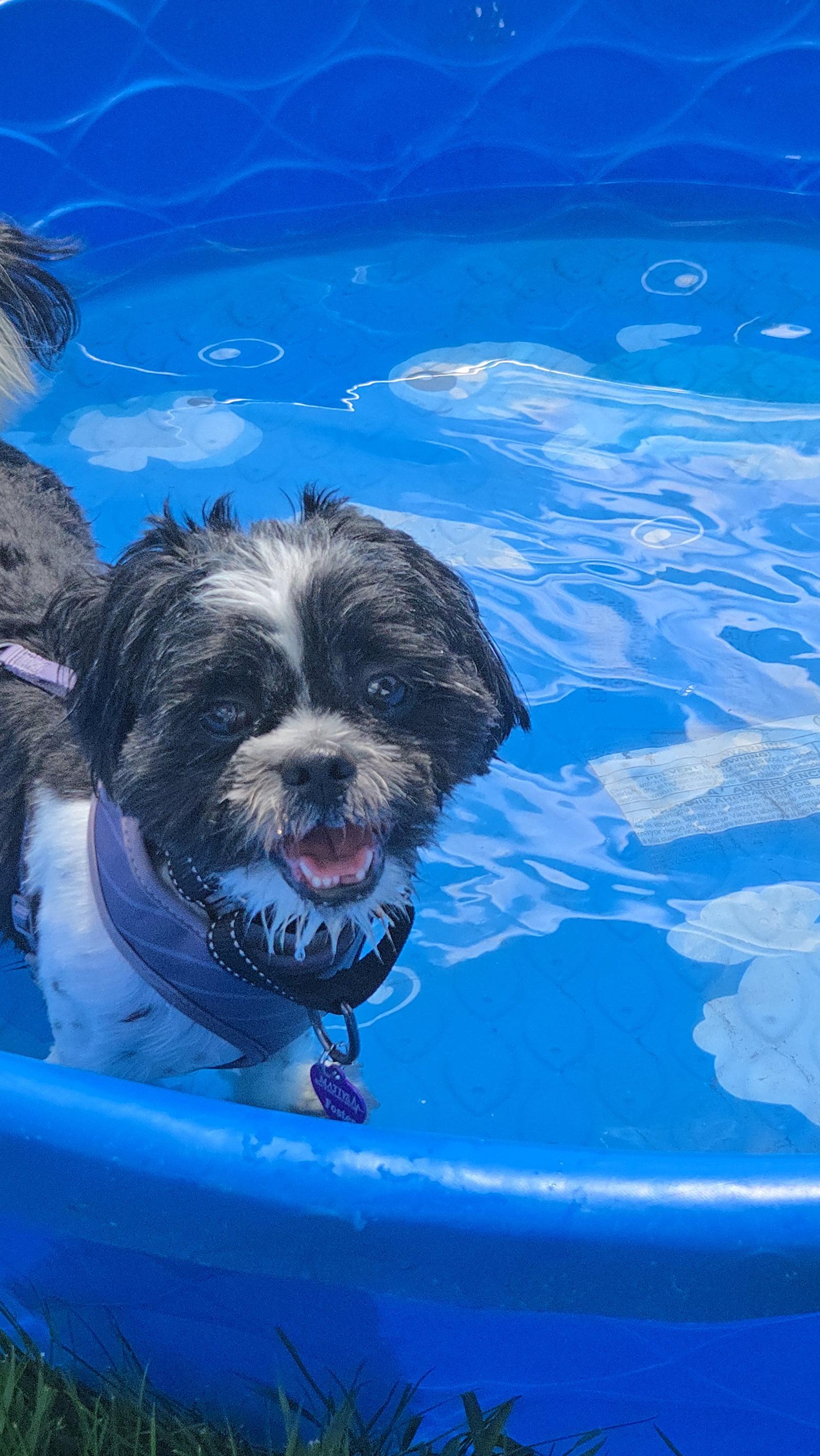 Cosmo, a Adoptable Shih Tzu in Minneapolis, MN image 1/3