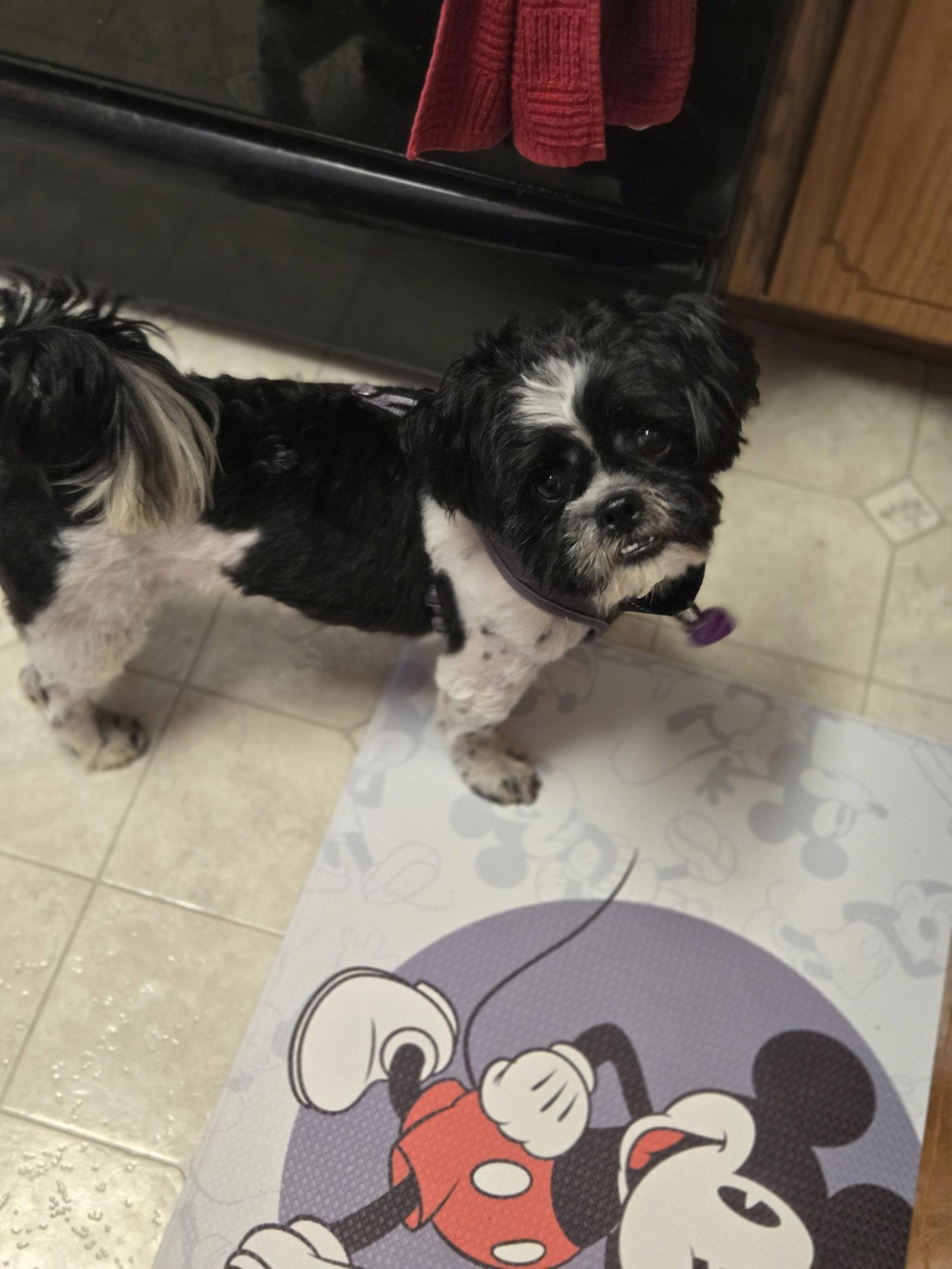 Cosmo, a Adoptable Shih Tzu in Minneapolis, MN image 2/3