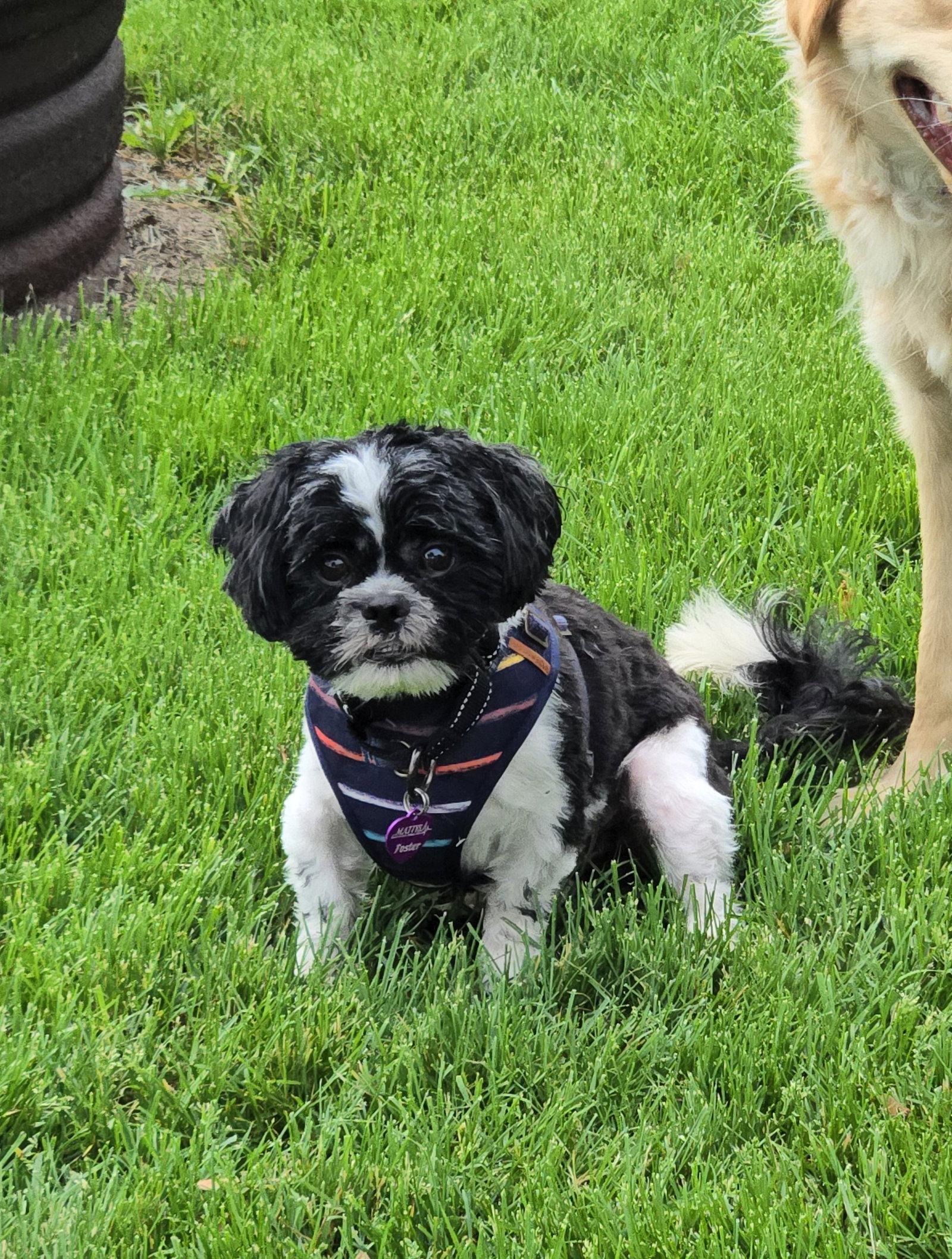 Cosmo, a Adoptable Shih Tzu in Minneapolis, MN image 3/3