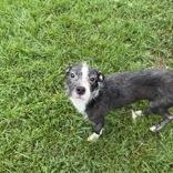 Enlarge Poncho, a Adoptable mixed breed in Dodgeville, WI image 2/2