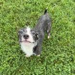 Poncho, Adoptable, Young Male Terrier.
