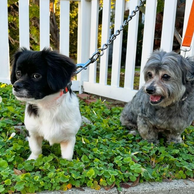 Max and Rudy, Adoptable, Adult Male Shih Tzu & Miniature Schnauzer.