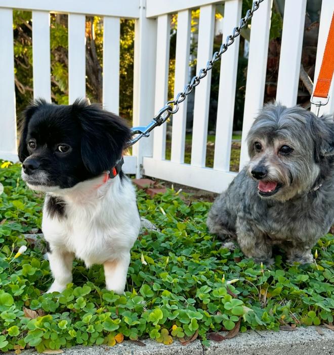 Enlarge Max and Rudy, a ADOPTABLE mixed breed in TEMECULA, CA image 3/6
