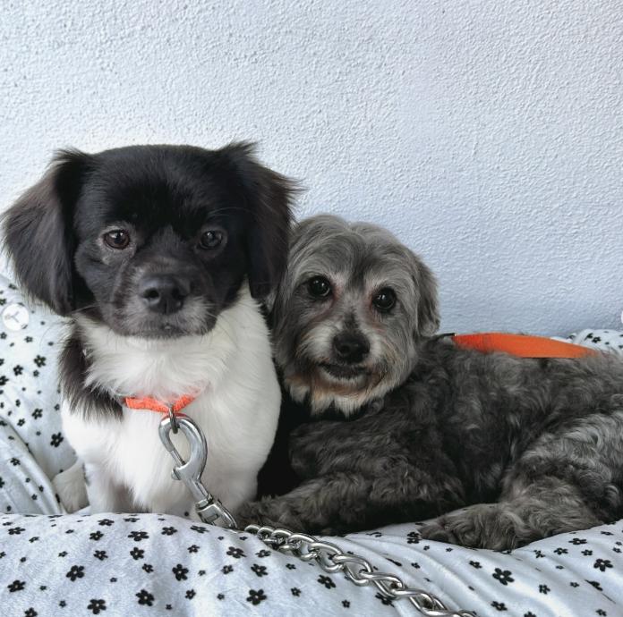 Enlarge Max and Rudy, a ADOPTABLE mixed breed in TEMECULA, CA image 2/6