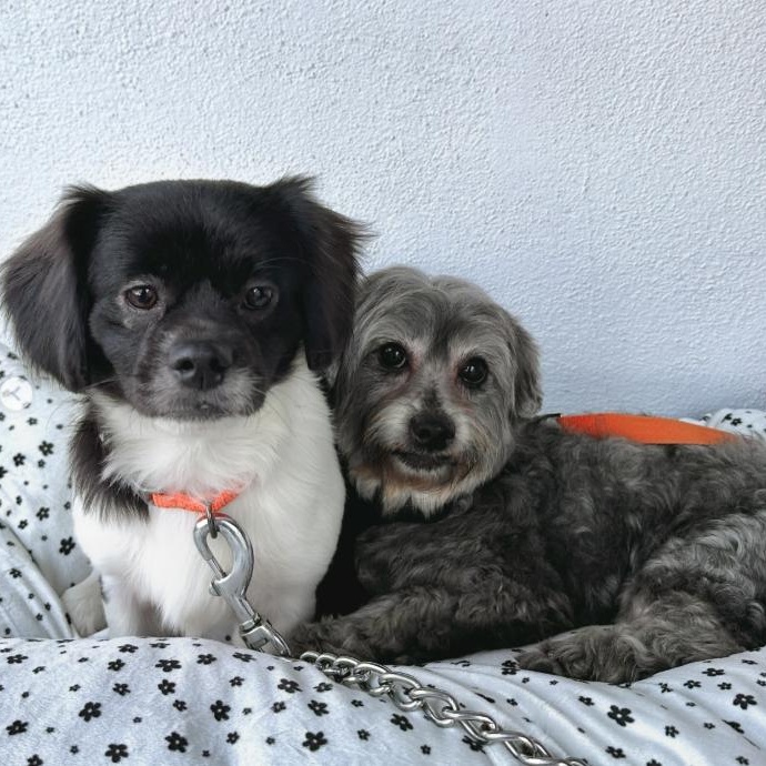 Enlarge Max and Rudy, a Adoptable mixed breed in Westlake Village, CA image 4/6