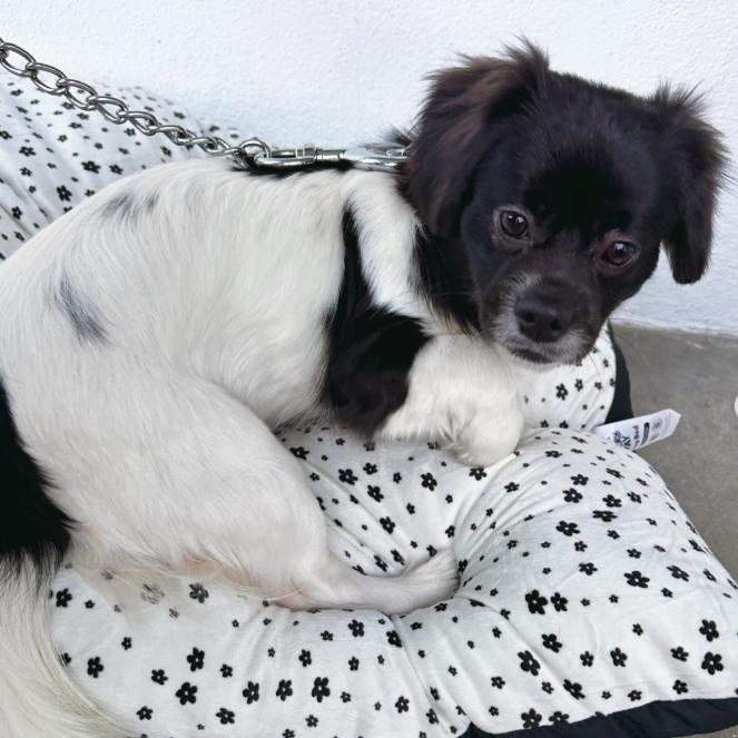 Enlarge Max and Rudy, a Adoptable mixed breed in Westlake Village, CA image 3/6