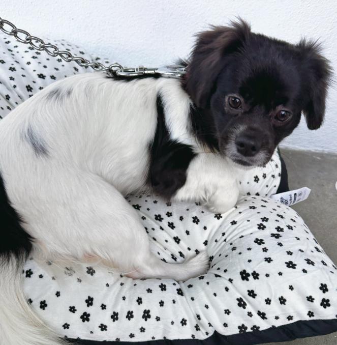 Enlarge Max and Rudy, a ADOPTABLE mixed breed in TEMECULA, CA image 4/6