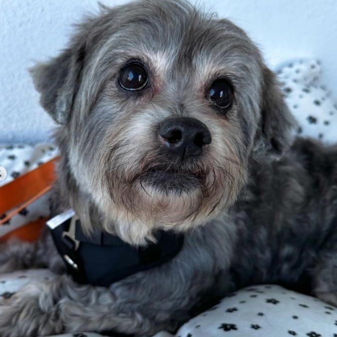 Enlarge Max and Rudy, a Adoptable mixed breed in Westlake Village, CA image 5/6