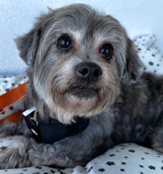 Enlarge Max and Rudy, a ADOPTABLE mixed breed in TEMECULA, CA image 5/6