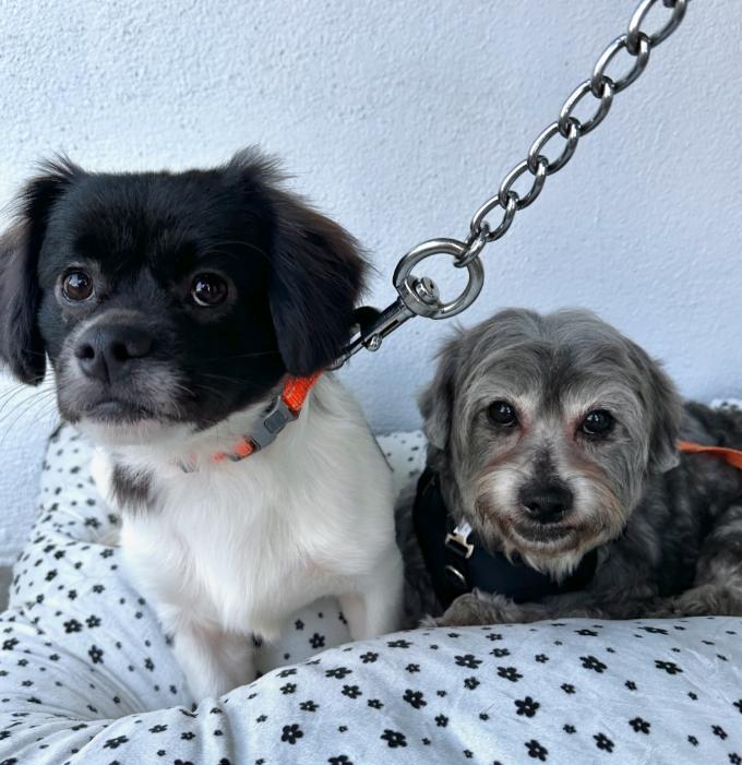 Enlarge Max and Rudy, a ADOPTABLE mixed breed in TEMECULA, CA image 1/6